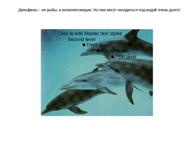 Дельфины – не рыбы, а млекопитающие. Но они могут находиться под водой очень ...