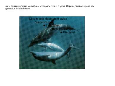 Как и другие китовые, дельфины «говорят» друг с другом. Их речь для нас звучи...