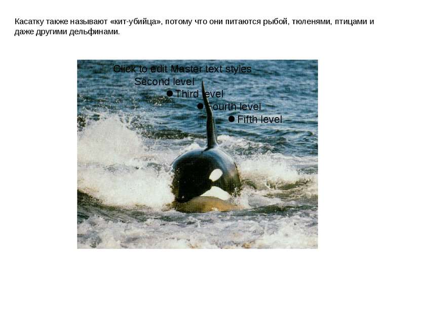 Касатку также называют «кит-убийца», потому что они питаются рыбой, тюленями,...