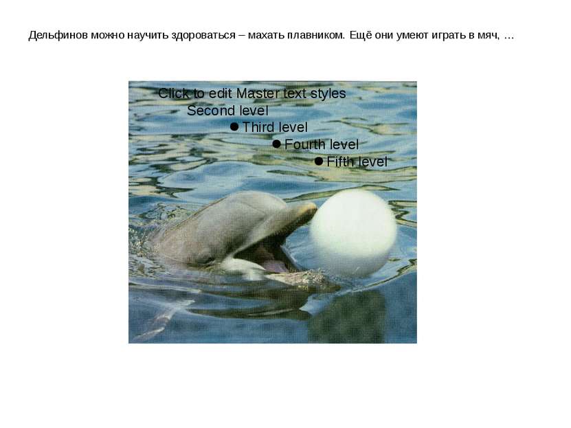 Дельфинов можно научить здороваться – махать плавником. Ещё они умеют играть ...