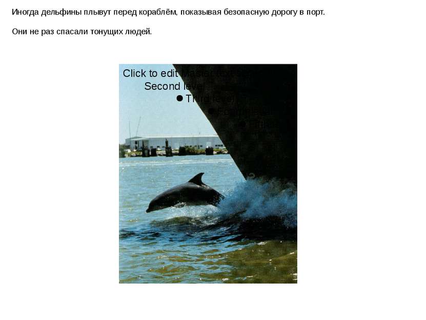 Иногда дельфины плывут перед кораблём, показывая безопасную дорогу в порт. Он...