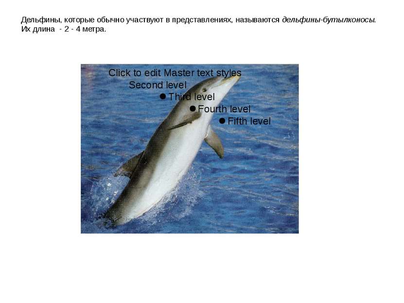 Дельфины, которые обычно участвуют в представлениях, называются дельфины-буты...