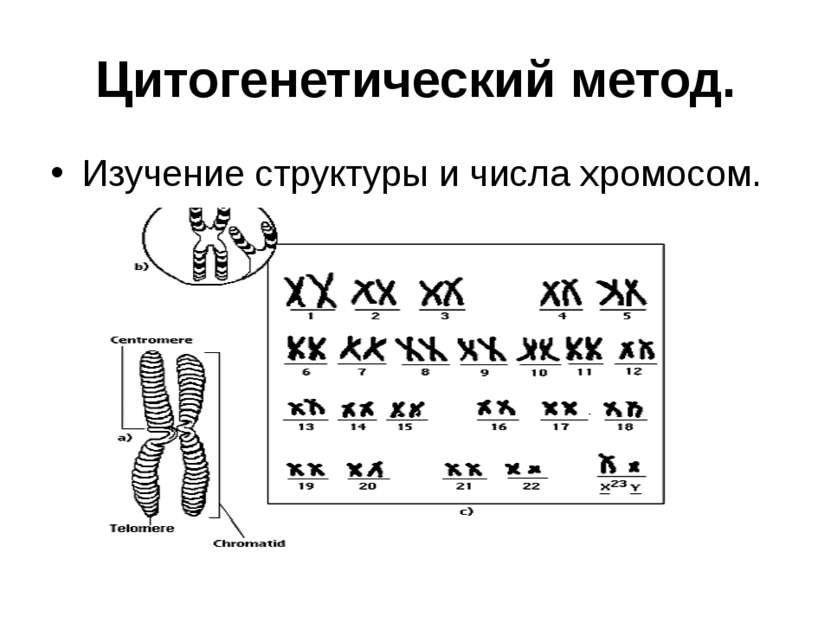 Цитогенетический метод. Изучение структуры и числа хромосом.