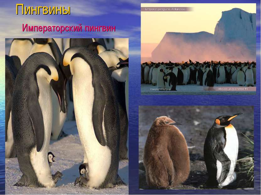 Пингвины Императорский пингвин