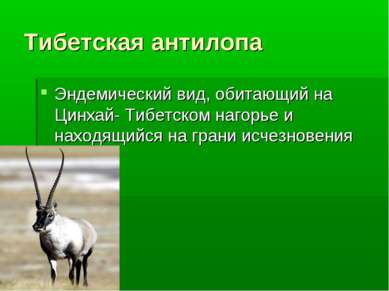 Тибетская антилопа Эндемический вид, обитающий на Цинхай- Тибетском нагорье и...
