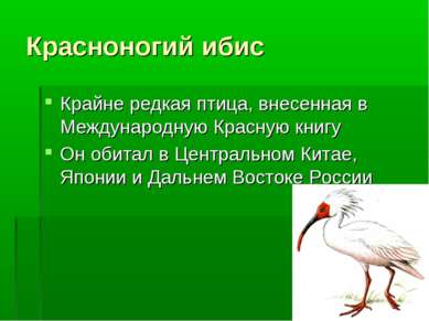 Красноногий ибис Крайне редкая птица, внесенная в Международную Красную книгу...