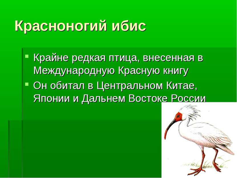Красноногий ибис Крайне редкая птица, внесенная в Международную Красную книгу...