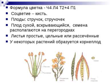 Формула цветка - Ч4 Л4 Т2+4 П1 Соцветие – кисть. Плоды: стручок, стручочек Пл...