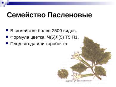 Семейство Пасленовые В семействе более 2500 видов. Формула цветка: Ч(5)Л(5) Т...