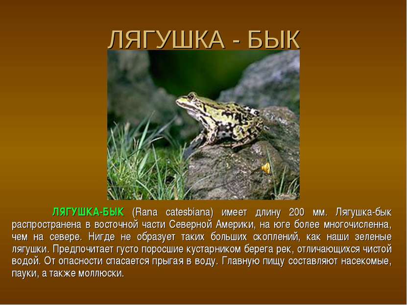 ЛЯГУШКА - БЫК ЛЯГУШКА-БЫК (Rana catesbiana) имеет длину 200 мм. Лягушка-бык р...