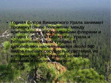 Горная флора Вишерского Урала занимает промежуточное положение между арктичес...