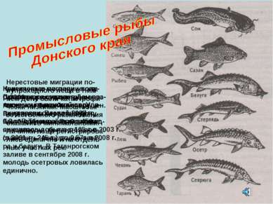 С 2000 года лов осетров в Азовском бассейне запрещен. Результаты нереста в До...