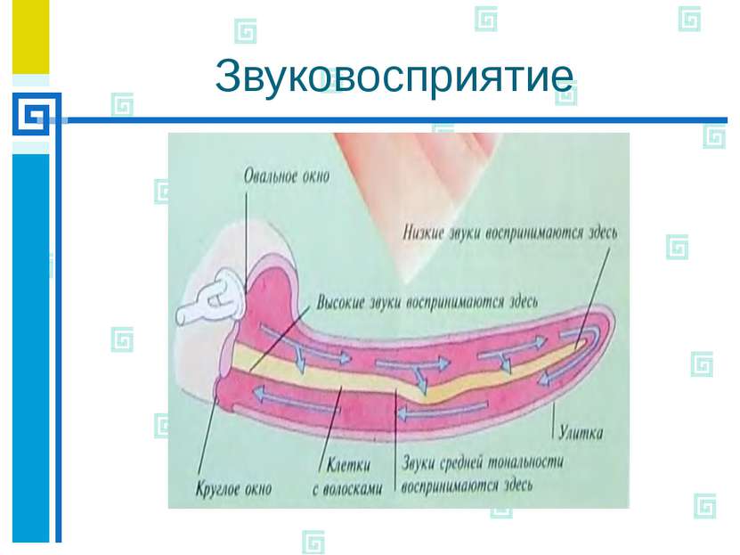 Звуковосприятие