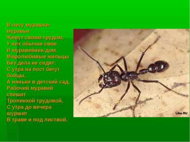 В лесу мурашки-муравьи Живут своим трудом, У них обычаи свои И муравейник-дом...