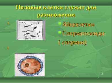 Половые клетки служат для размножения А Б Яйцеклетки Сперматозоиды ( спермии) 11