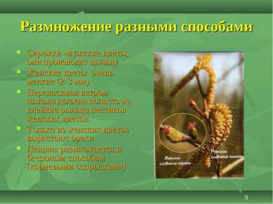 Размножение разными способами Сережки -мужские цветы, они производят пыльцу Ж...