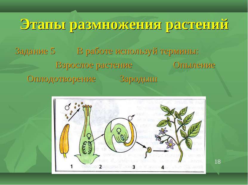 Этапы размножения растений Задание 5 В работе используй термины: Взрослое рас...