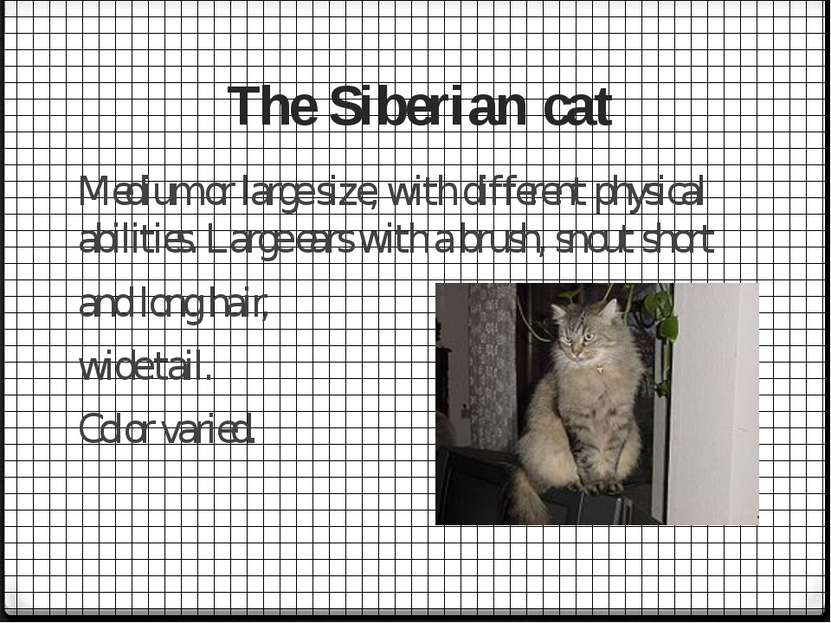 The Siberian cat Medium or large size, with different physical abilities. Lar...
