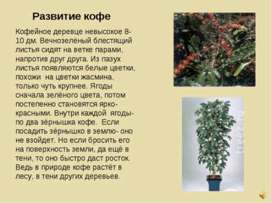 Развитие кофе Кофейное деревце невысокое 8-10 дм. Вечнозелёный блестящий лист...