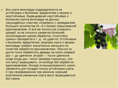 Все сорта винограда подразделяются на устойчивые к болезням, вредителям и мор...