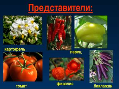 Представители: картофель физалис перец томат баклажан