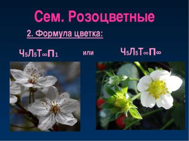 Сем. Розоцветные 2. Формула цветка: Ч5Л5Т∞П1 Ч5Л5Т∞П∞ или