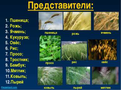 Представители: Пшеница; Рожь; Ячмень; Кукуруза; Овёс; Рис; Просо; Тростник; Б...