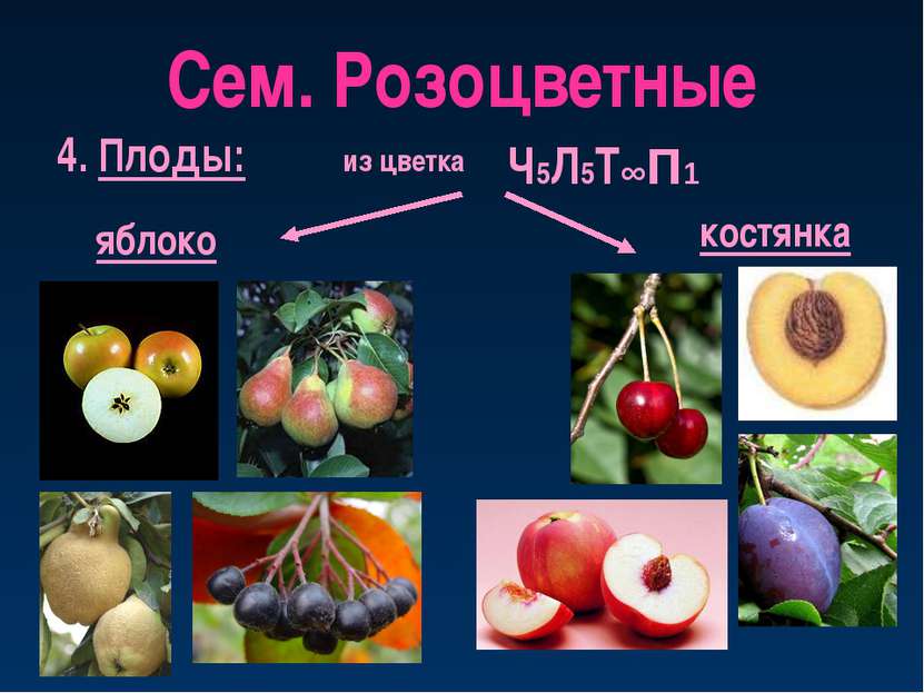 Сем. Розоцветные 4. Плоды: яблоко из цветка костянка Ч5Л5Т∞П1