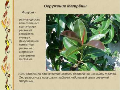 Фикусы – разновидность вечнозеленых тропических растений семейства тутовых. Д...