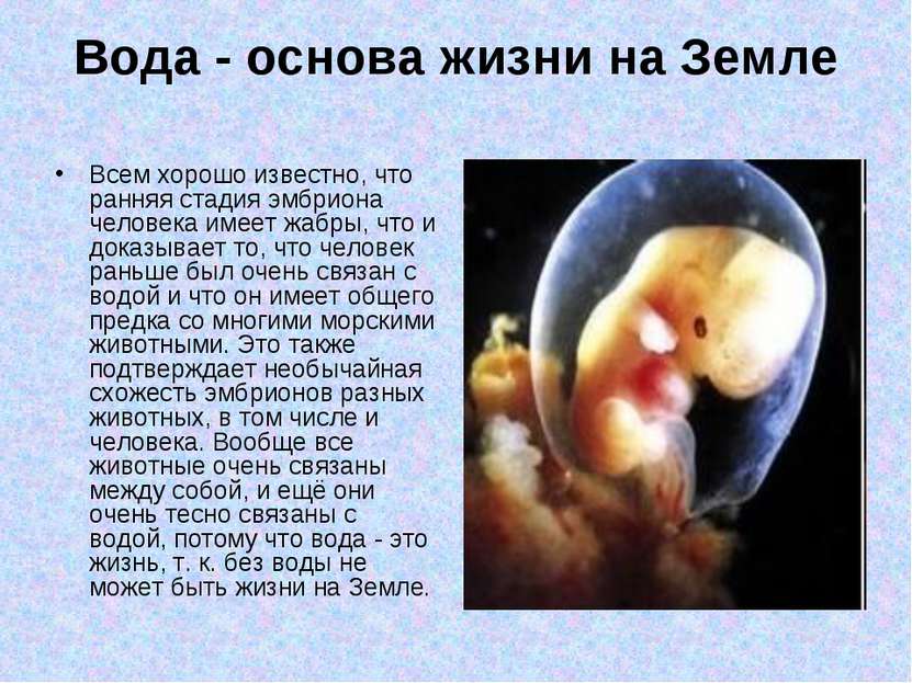 Вода - основа жизни на Земле Всем хорошо известно, что ранняя стадия эмбриона...