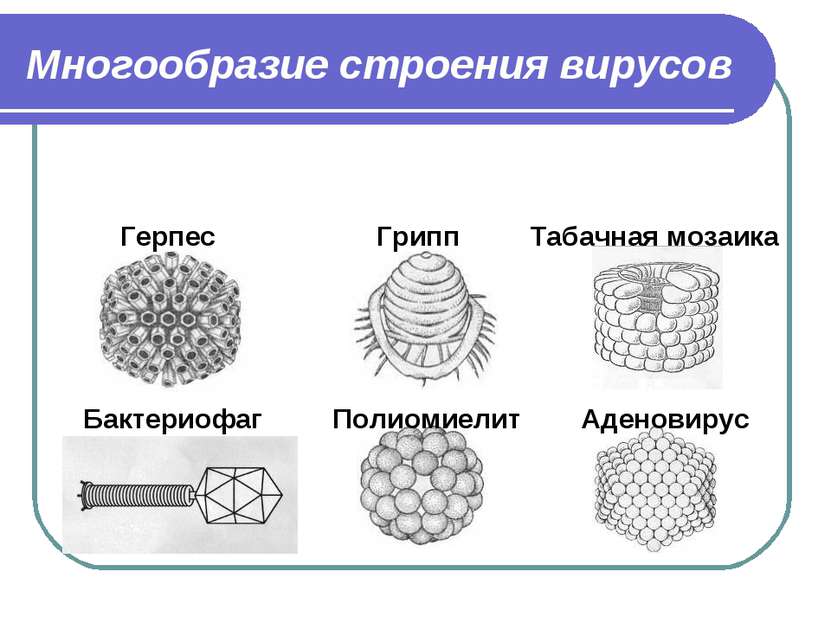 Многообразие строения вирусов Герпес Грипп Табачная мозаика Бактериофаг Полио...