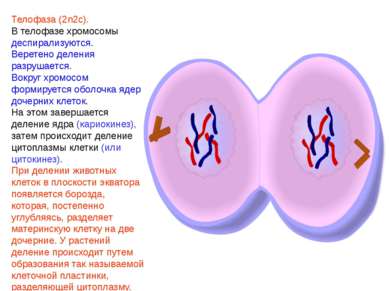 Телофаза (2n2c). В телофазе хромосомы деспирализуются. Веретено деления разру...