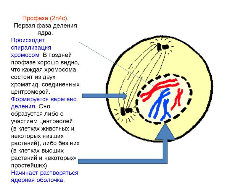 Профаза (2n4c). Первая фаза деления ядра. Происходит спирализация хромосом. В...