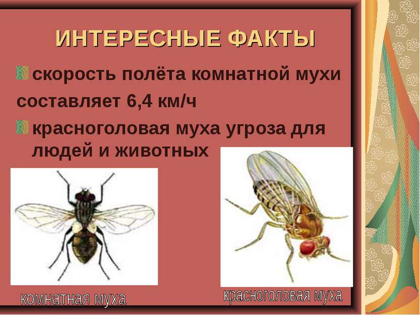 ИНТЕРЕСНЫЕ ФАКТЫ скорость полёта комнатной мухи составляет 6,4 км/ч красногол...
