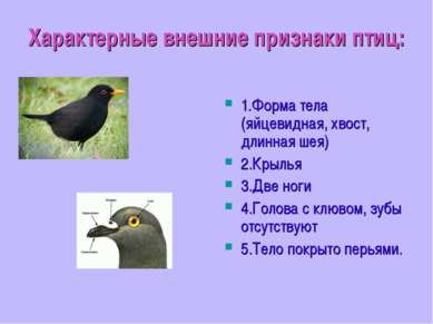 Характерные внешние признаки птиц: 1.Форма тела (яйцевидная, хвост, длинная ш...
