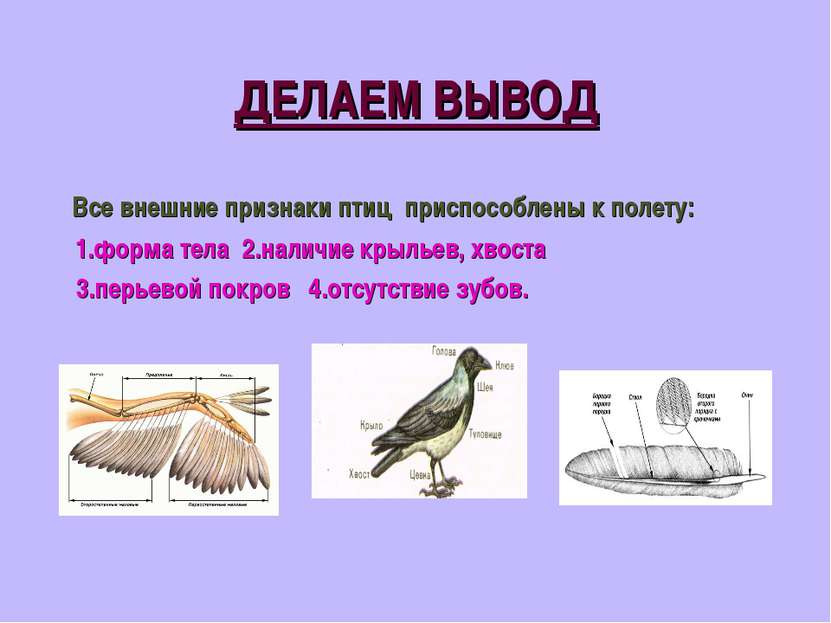 ДЕЛАЕМ ВЫВОД Все внешние признаки птиц приспособлены к полету: 1.форма тела 2...