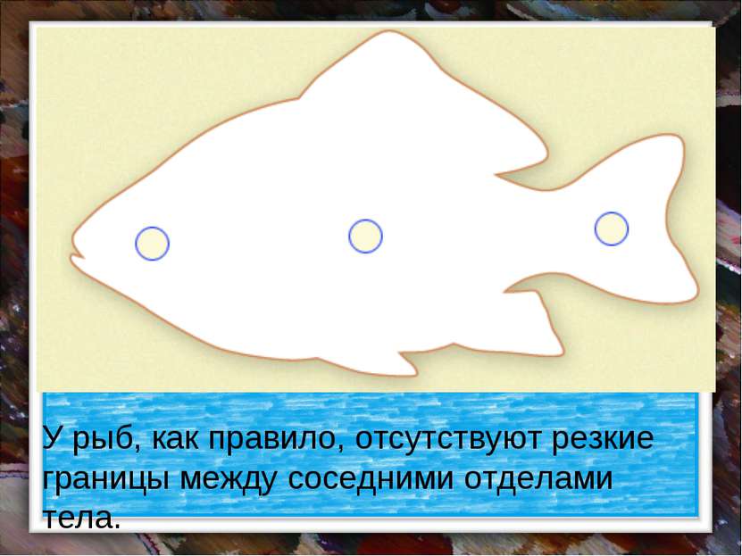 У рыб, как правило, отсутствуют резкие границы между соседними отделами тела.