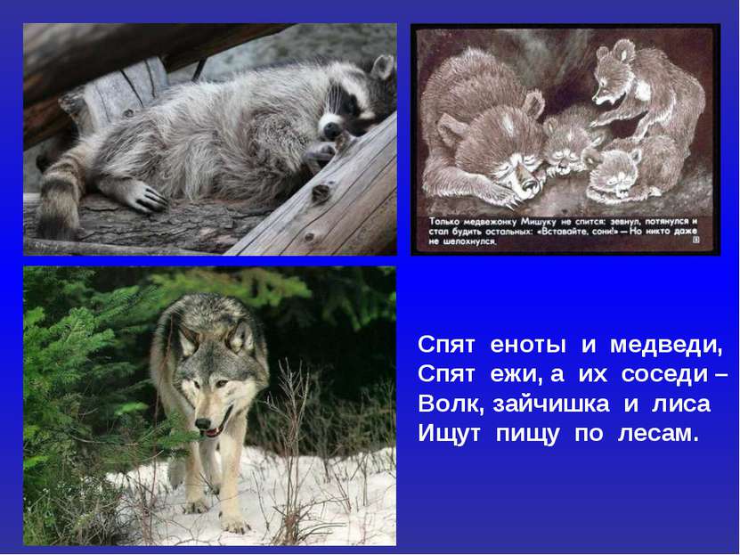 Спят еноты и медведи, Спят ежи, а их соседи – Волк, зайчишка и лиса Ищут пищу...