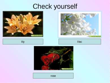 Check yourself lilac lily rose