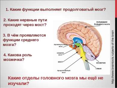 http://www.braintools.ru/parts-of-the-brain Какие отделы головного мозга мы е...