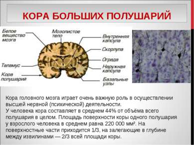 КОРА БОЛЬШИХ ПОЛУШАРИЙ Кора головного мозга играет очень важную роль в осущес...