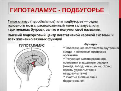 ГИПОТАЛАМУС - ПОДБУГОРЬЕ Гипоталамус (hypothalamus) или подбугорье — отдел го...
