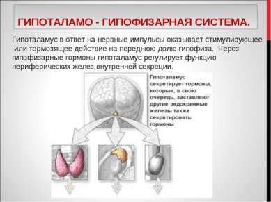 ГИПОТАЛАМО - ГИПОФИЗАРНАЯ СИСТЕМА. Гипоталамус в ответ на нервные импульсы ок...