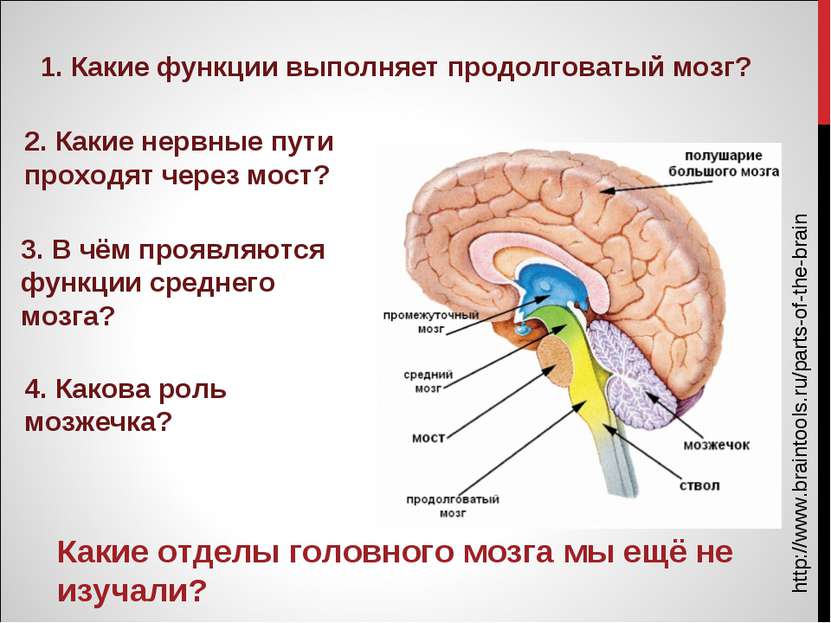 http://www.braintools.ru/parts-of-the-brain Какие отделы головного мозга мы е...