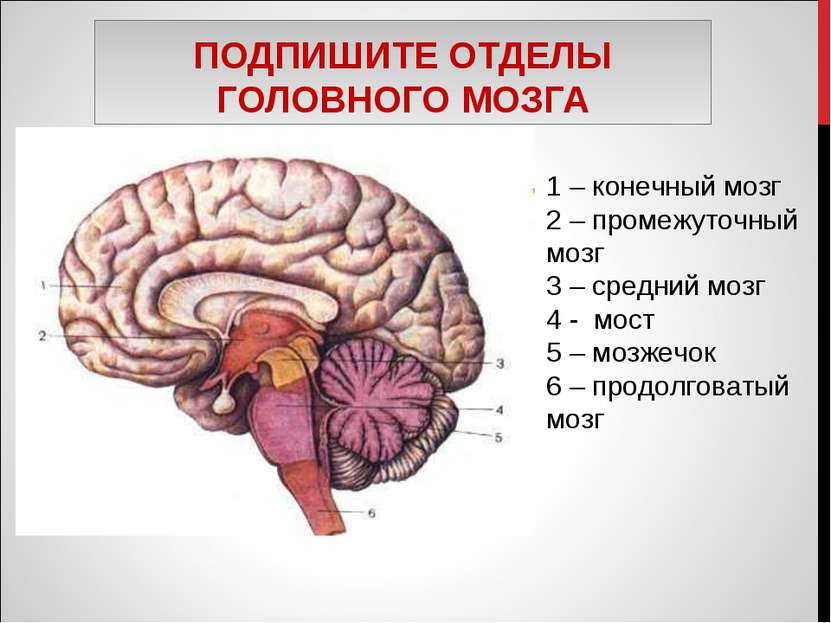 ПОДПИШИТЕ ОТДЕЛЫ ГОЛОВНОГО МОЗГА 1 – конечный мозг 2 – промежуточный мозг 3 –...