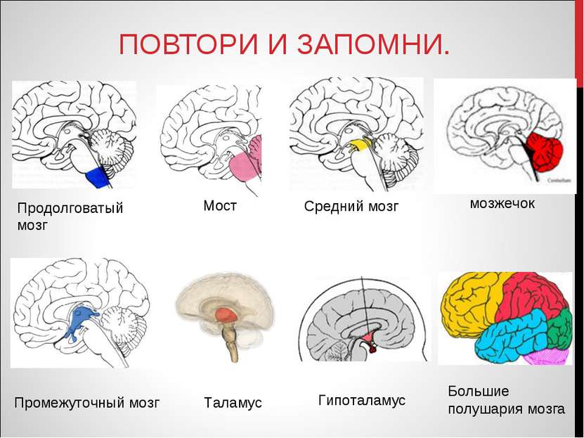 ПОВТОРИ И ЗАПОМНИ. Промежуточный мозг Таламус Продолговатый мозг Средний мозг...