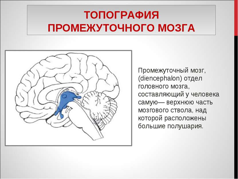 ТОПОГРАФИЯ ПРОМЕЖУТОЧНОГО МОЗГА Промежуточный мозг, (diencephalon) отдел голо...