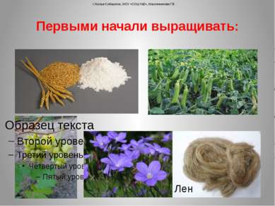 Первыми начали выращивать: г.Усолье-Сибирское, МОУ «СОШ №2», Масленникова Г.В...