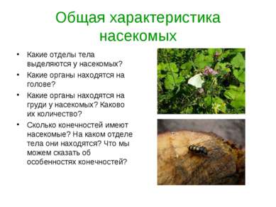 Общая характеристика насекомых Какие отделы тела выделяются у насекомых? Каки...