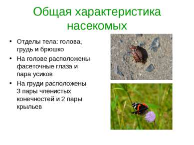 Общая характеристика насекомых Отделы тела: голова, грудь и брюшко На голове ...